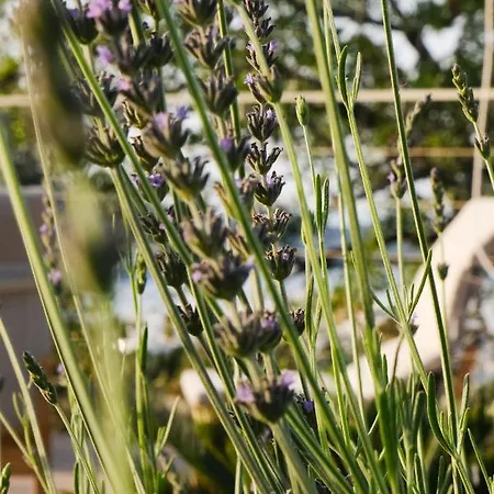 Birdcage 33 - Adult Only Hotel