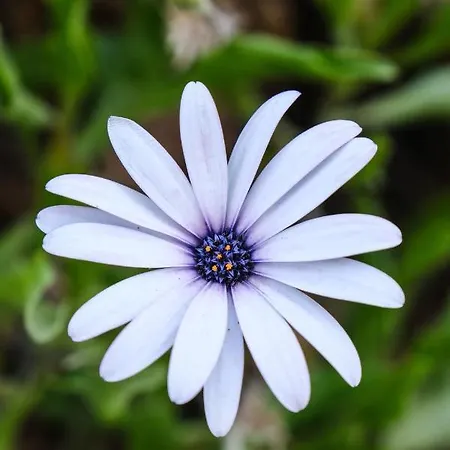 Birdcage 33 - Adult Only *