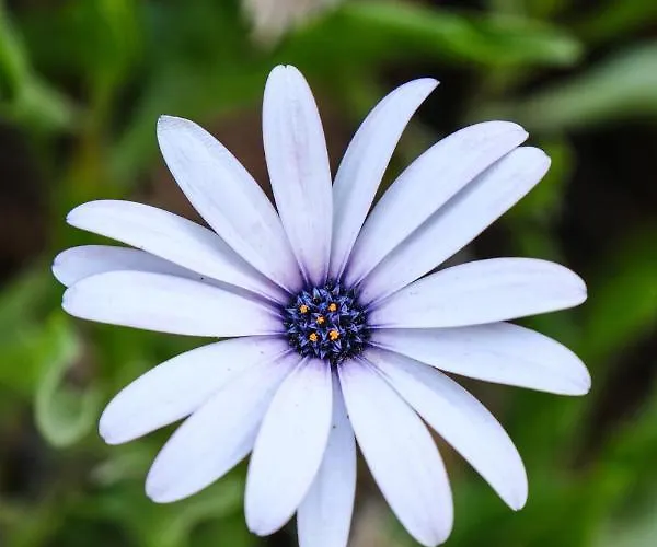 Birdcage 33 - Adult Only *