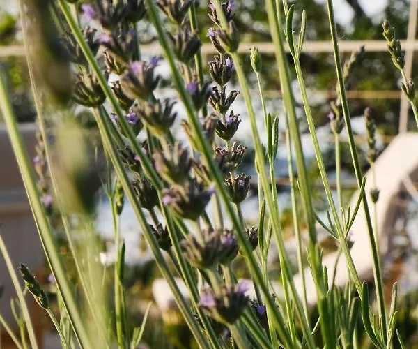 Birdcage 33 - Adult Only מלון